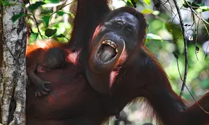 15 ngày tìm đười ươi, chim quý ở Indonesia của khách Việt 15 ngày tìm đười ươi, chim quý ở Indonesia của khách Việt