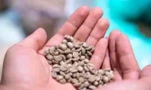 Giá cà phê lao dốc